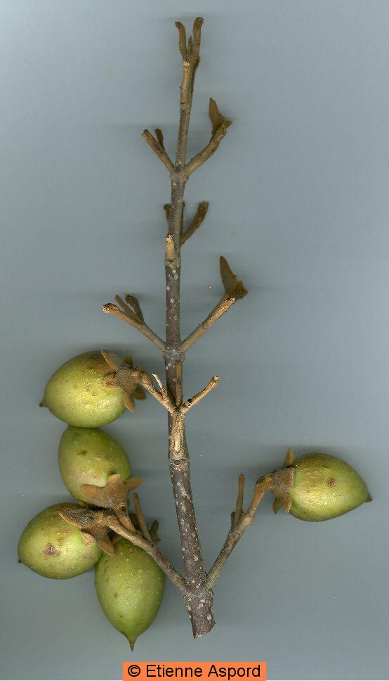 Paulownia tomentosa