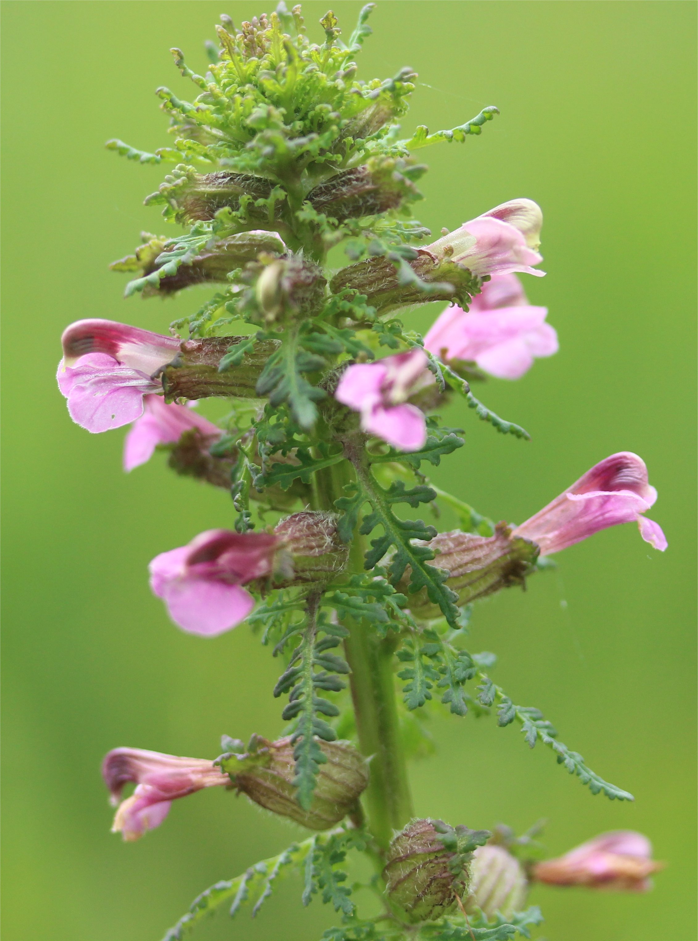 Pedicularis palustrispedicularis palustris