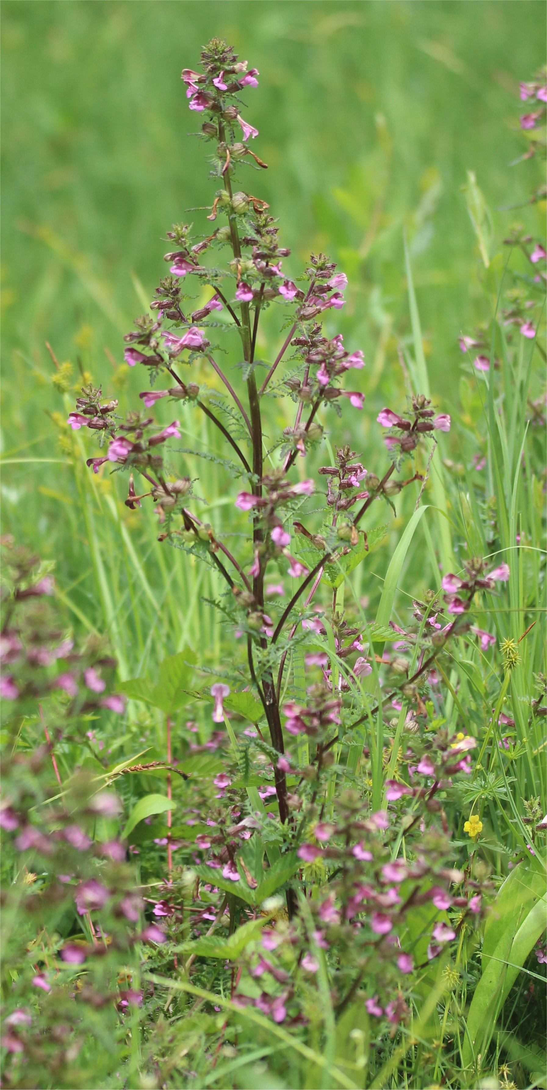 Pedicularis palustrispedicularis palustris