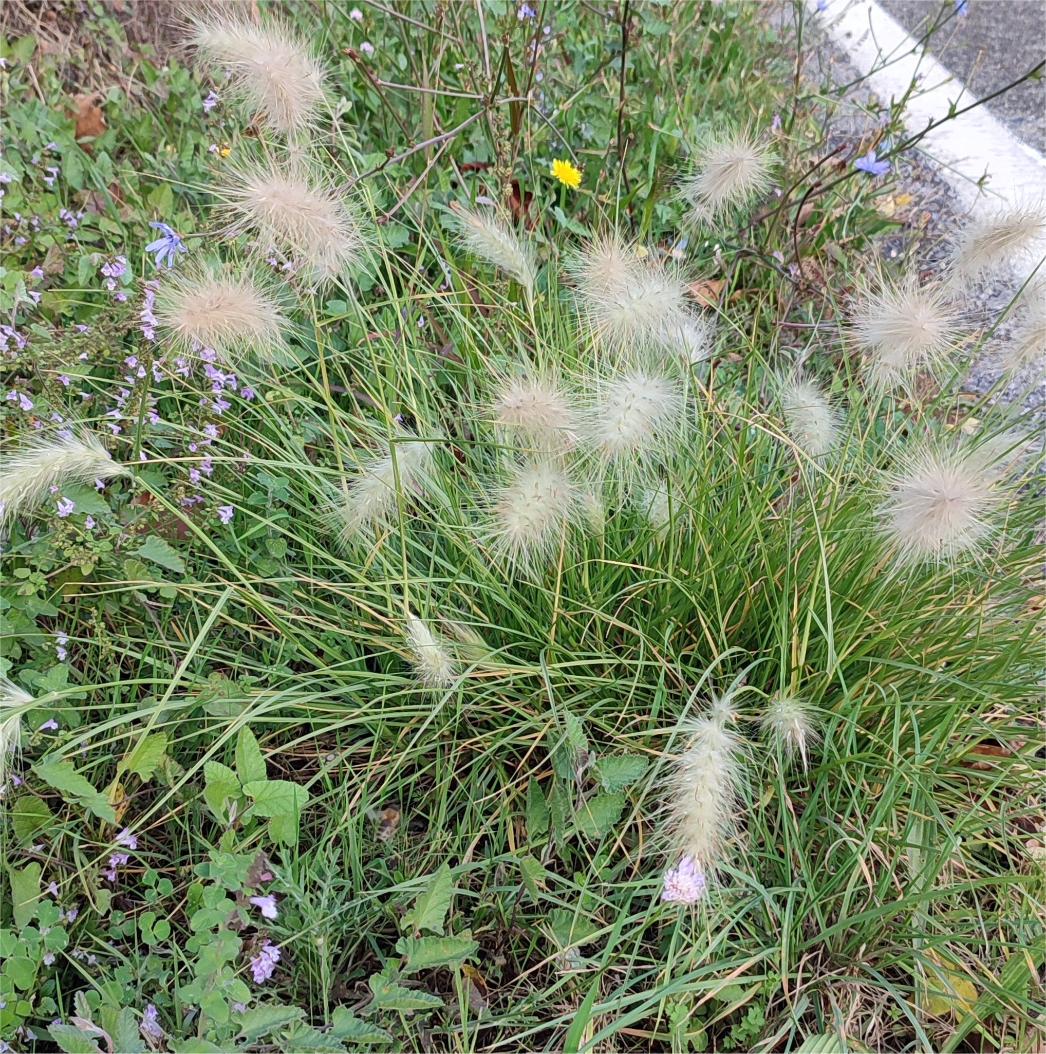 Pennisetum villosumpennisetum villosum