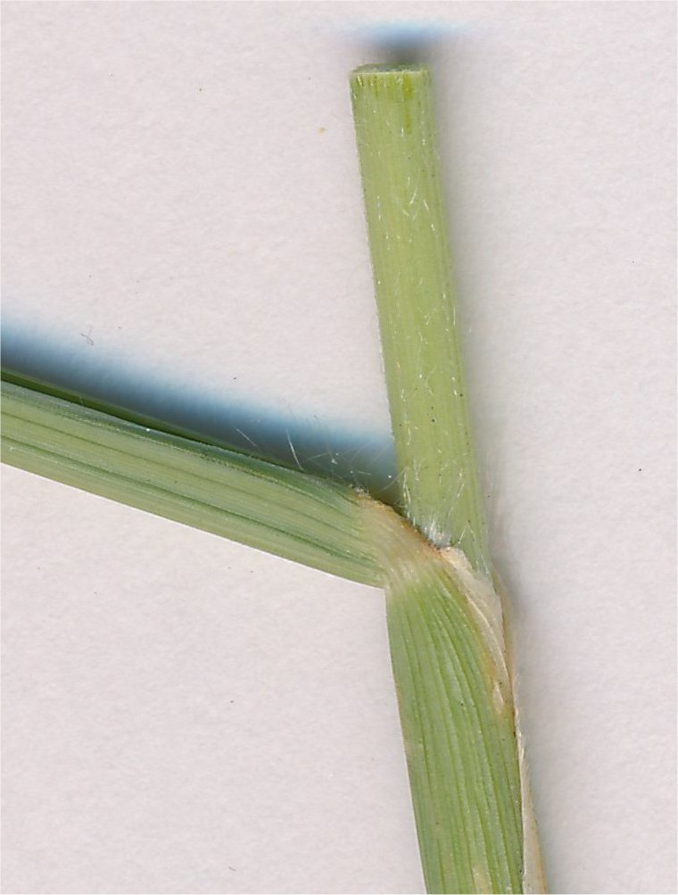 Pennisetum villosumpennisetum villosum