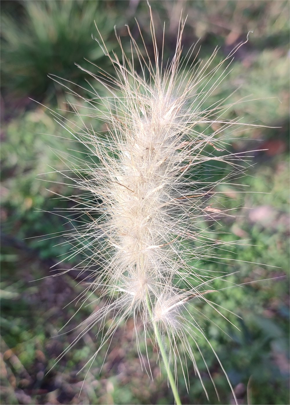 Pennisetum villosumpennisetum villosum