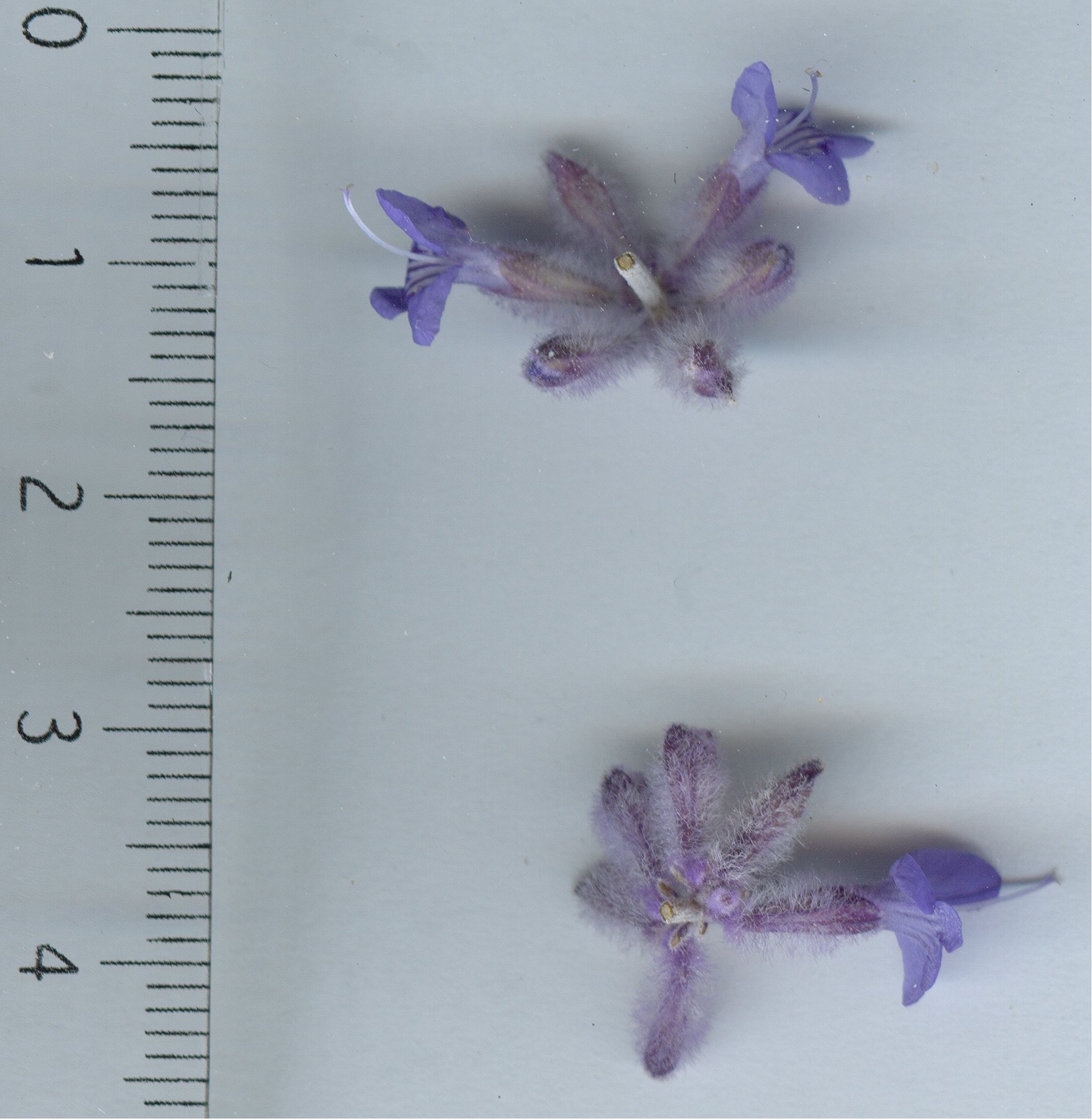 Perovskia atriplicifolia