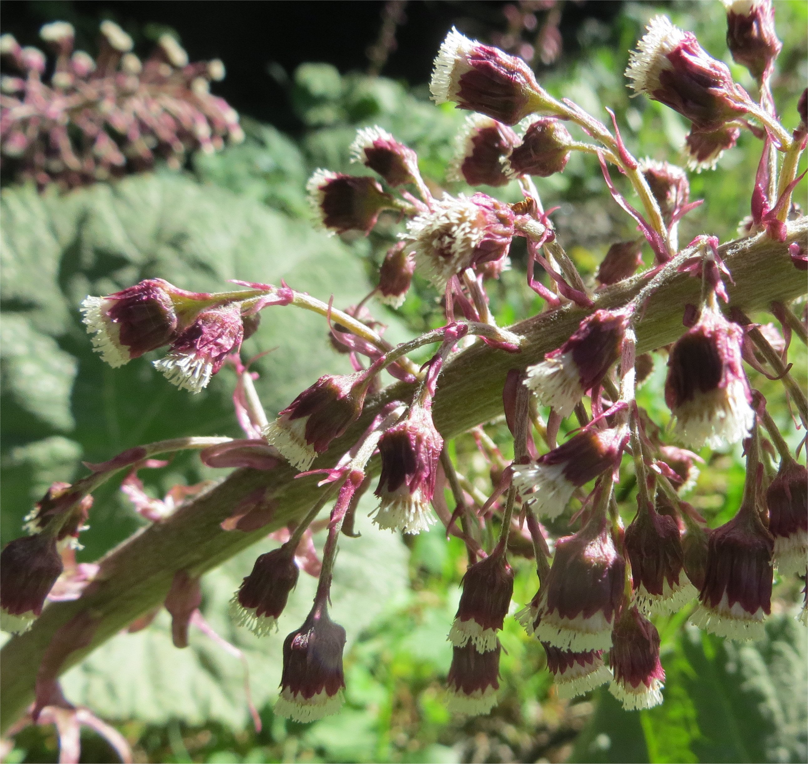 petasites hybridus