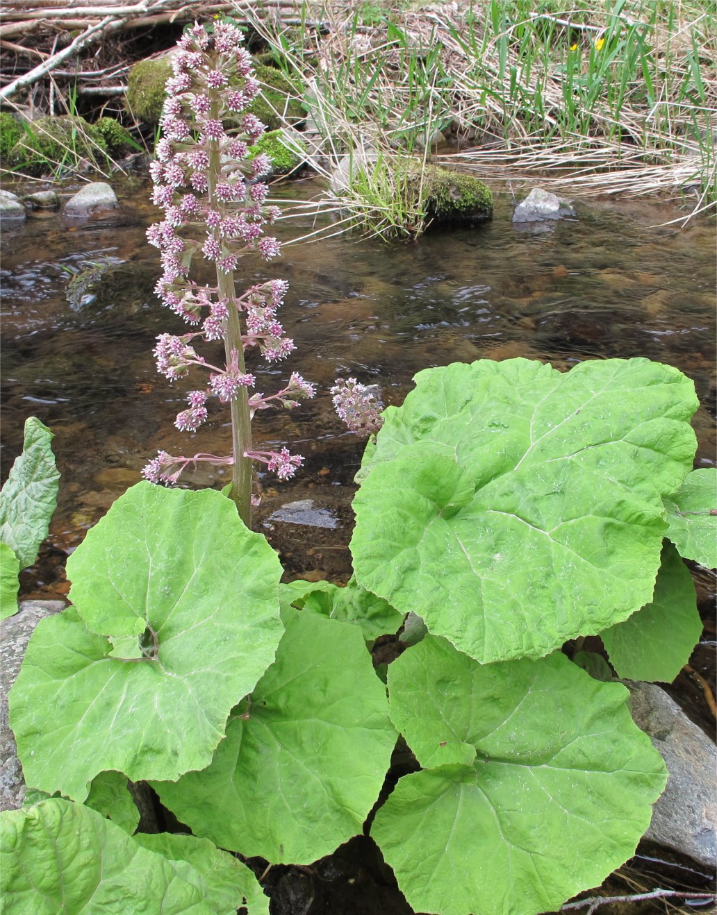 petasites hybridus
