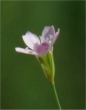 petrorhagia saxifraga