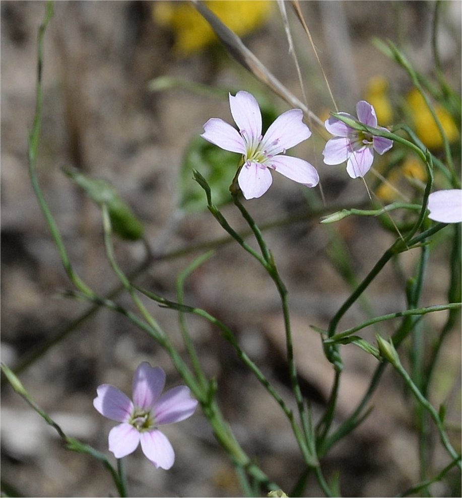 petrorhagia saxifraga