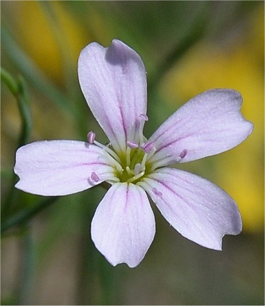 petrorhagia saxifraga