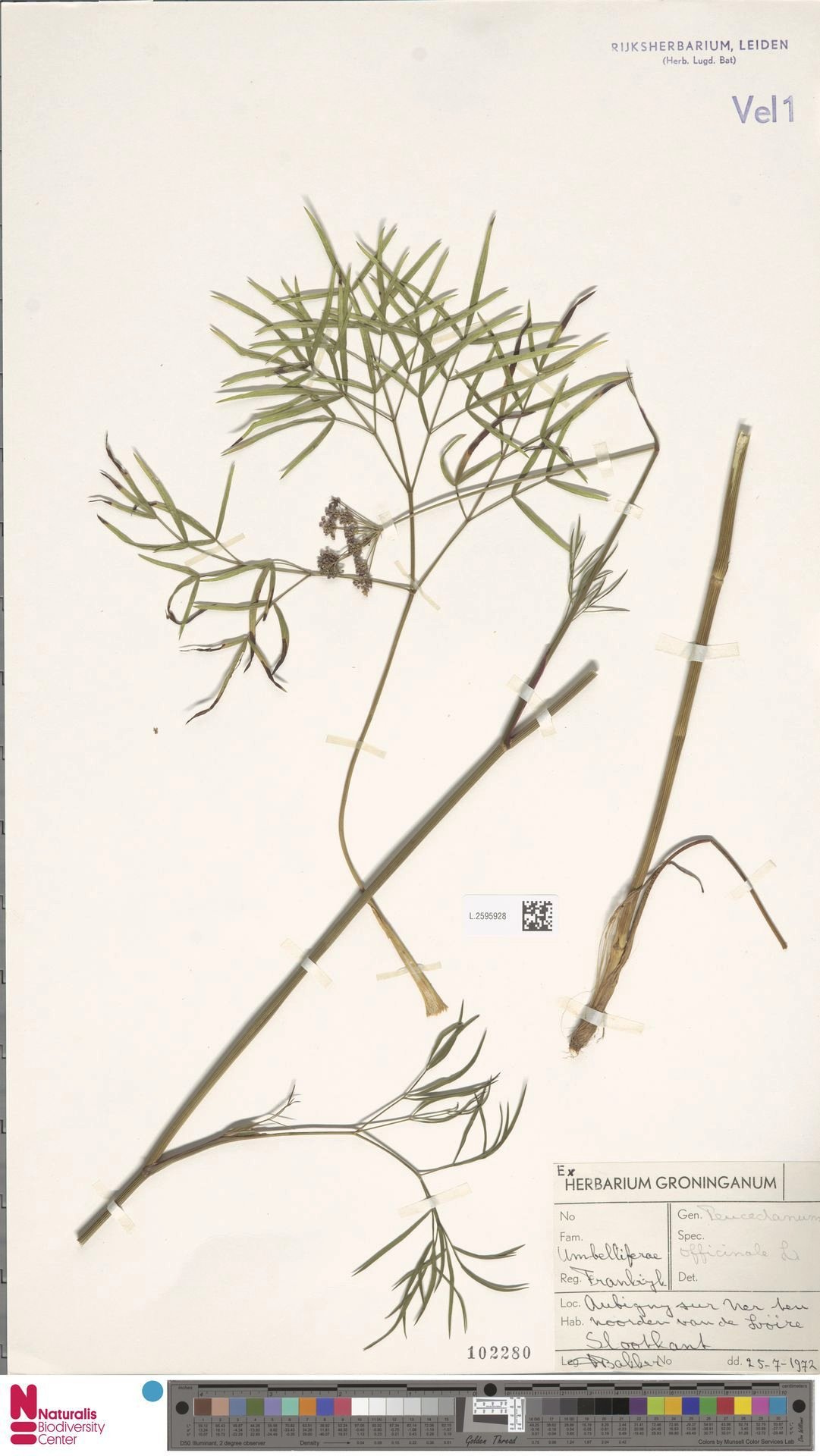peucedanum officinale