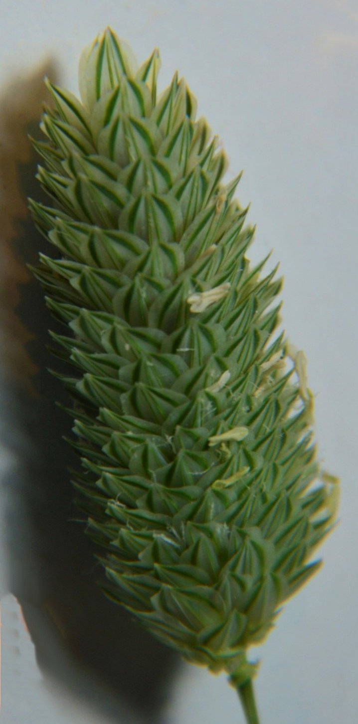 phalaris brachystachys