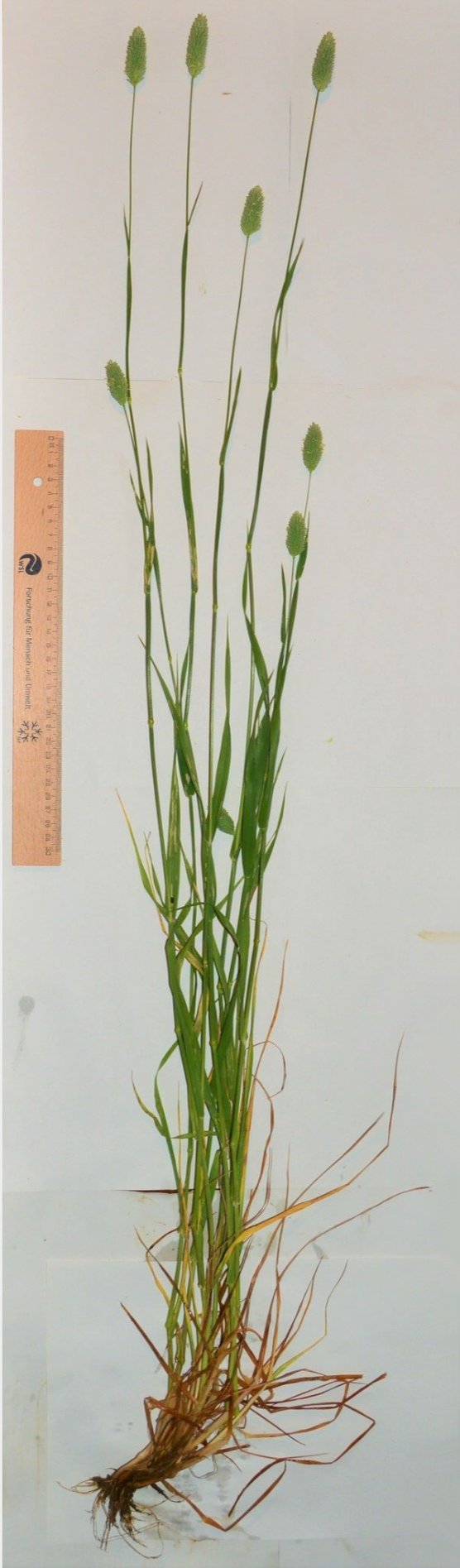 phalaris brachystachys