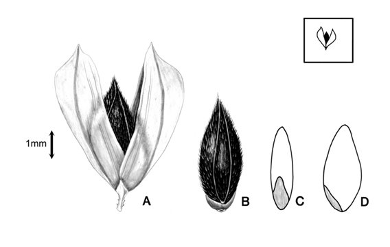 phalaris brachystachys