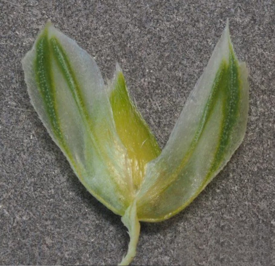phalaris minor