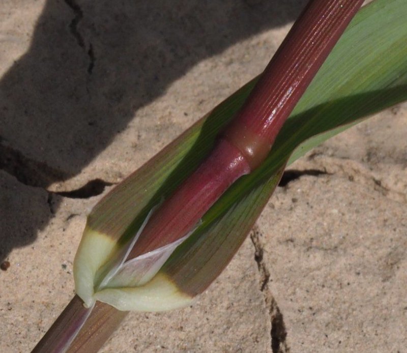 phalaris minor