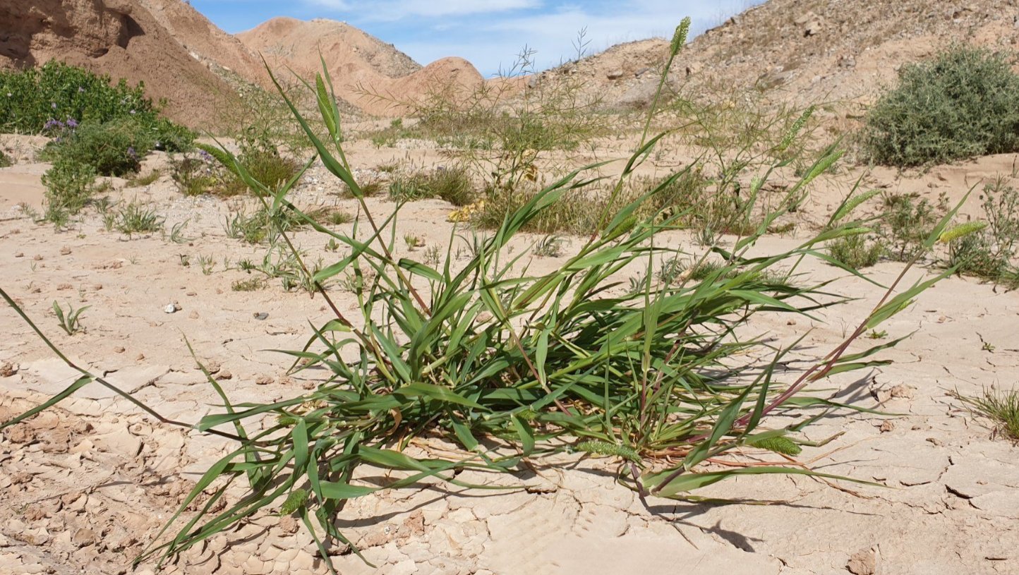 phalaris minor