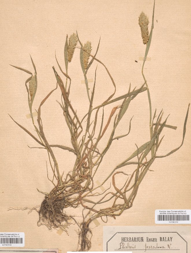 phalaris paradoxa