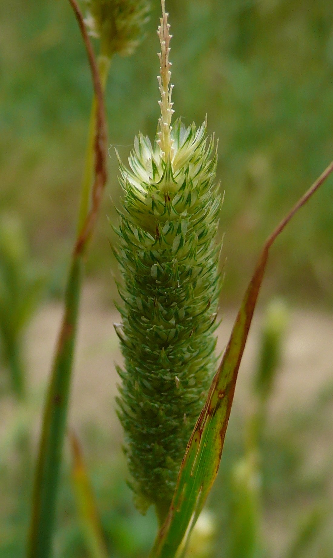 phalaris paradoxa