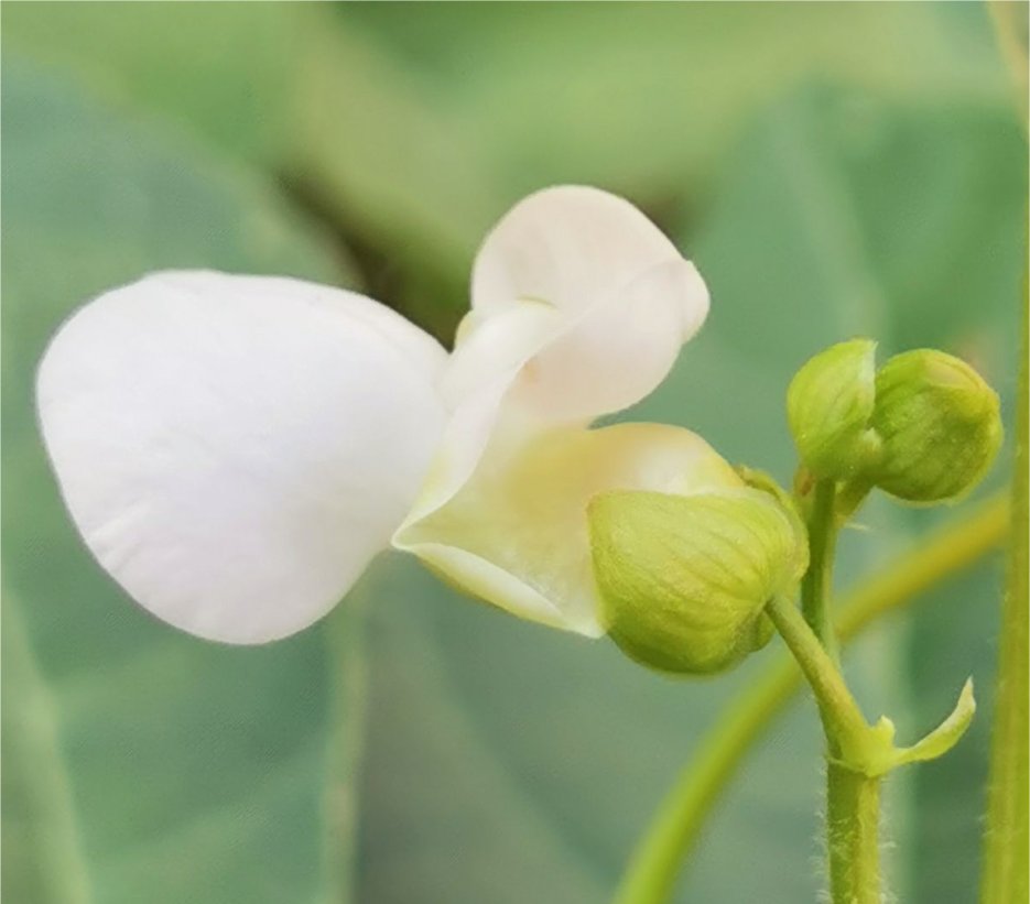 Phaseolus Vulgarisphaseolus vulgaris