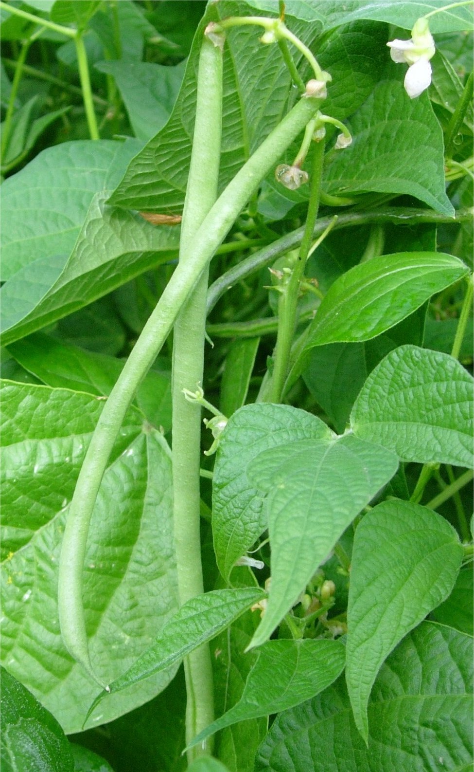 Phaseolus Vulgarisphaseolus vulgaris