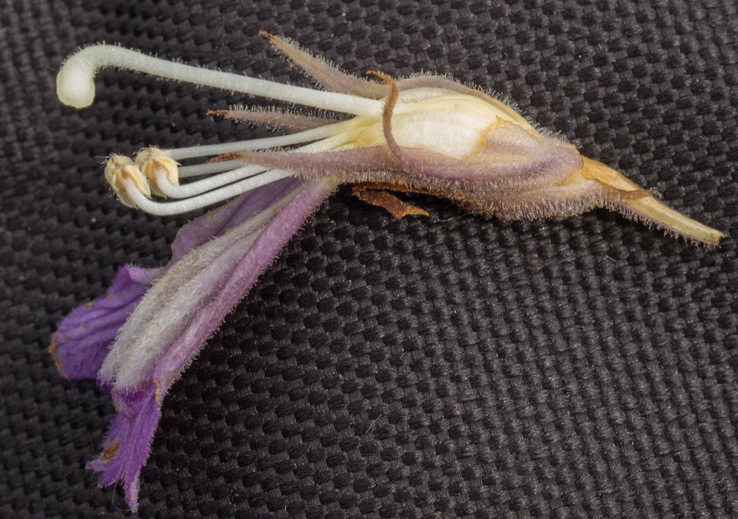 phelipanche arenaria