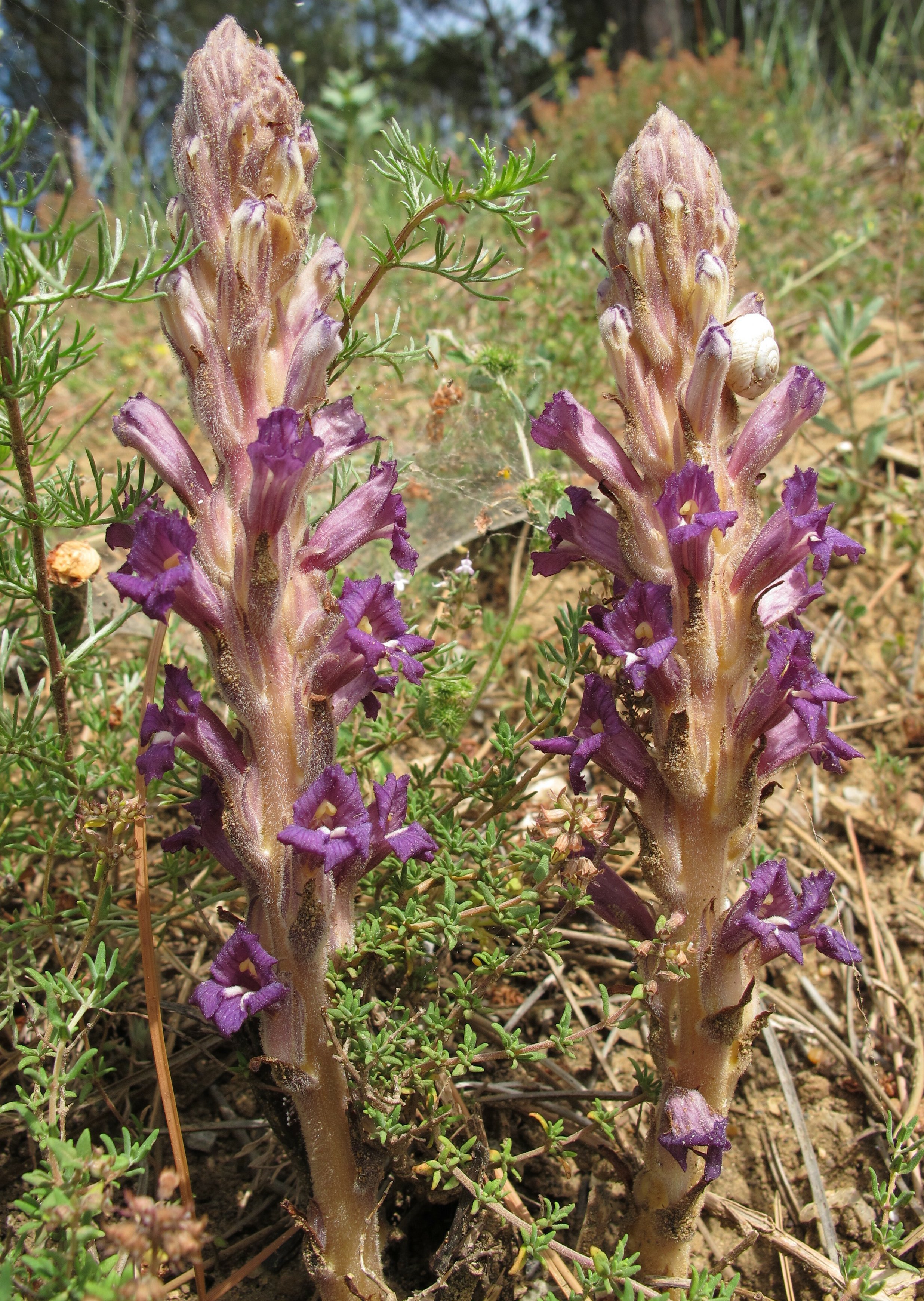 phelipanche arenaria