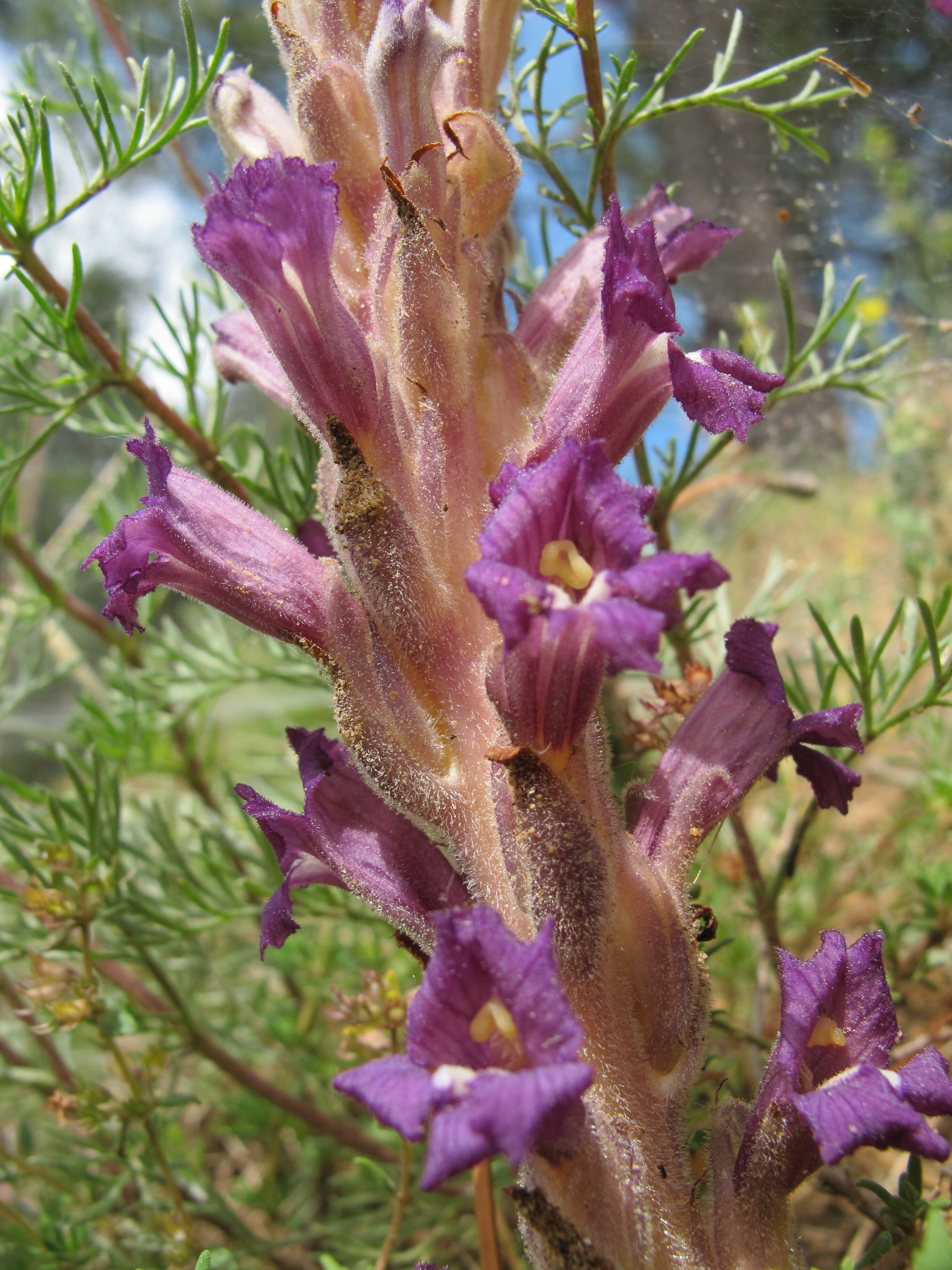 phelipanche arenaria