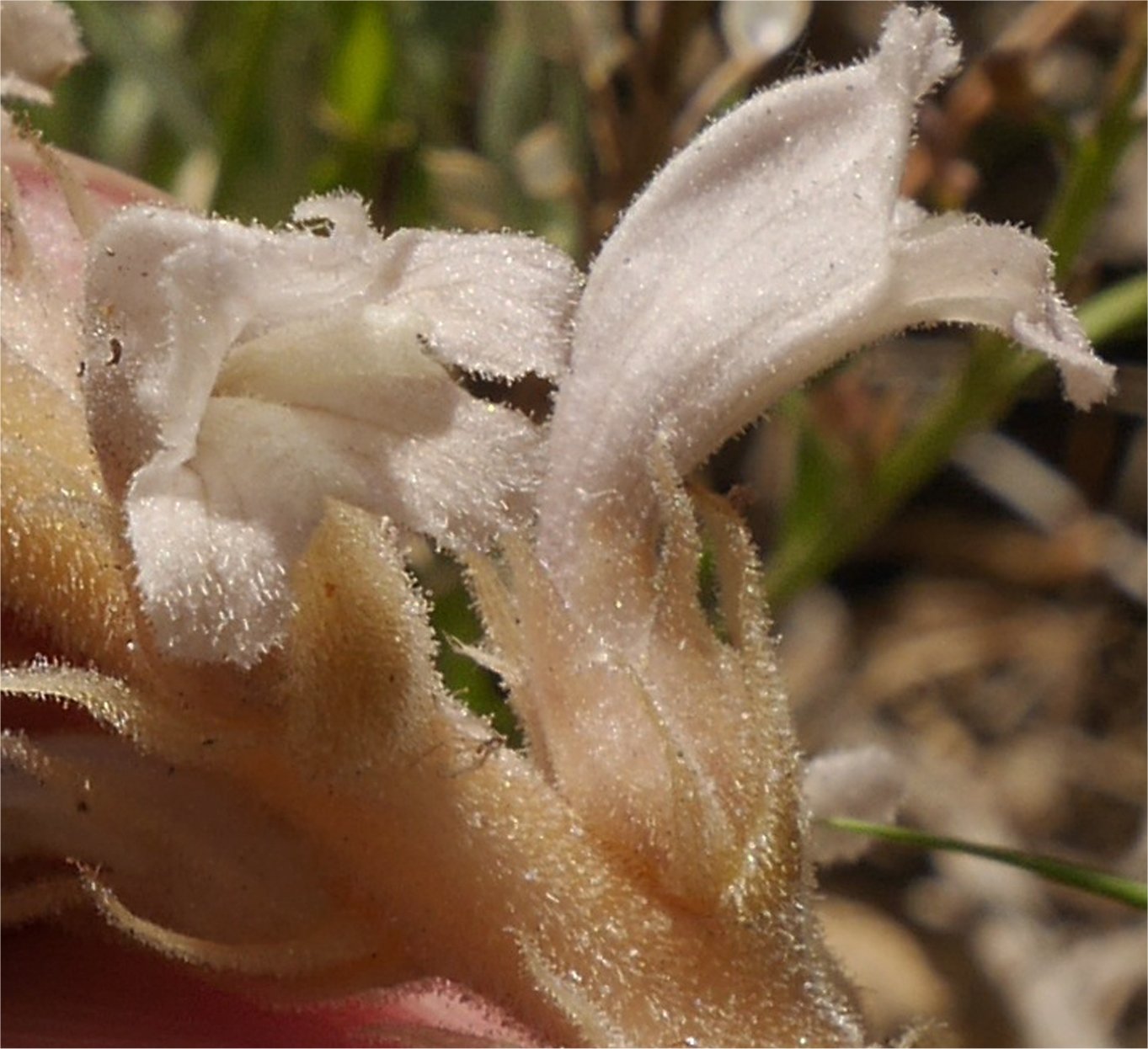 phelipanche cernua