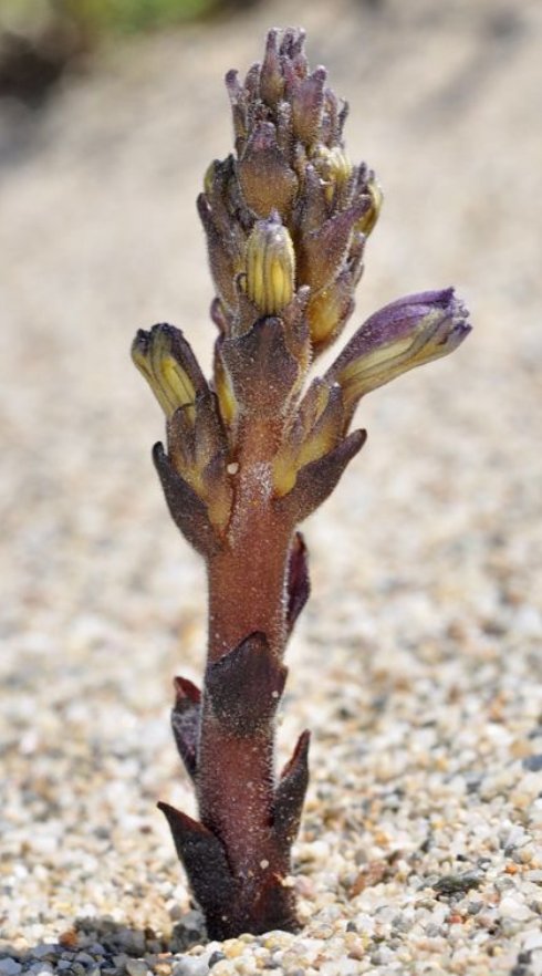 phelipanche olbiensis