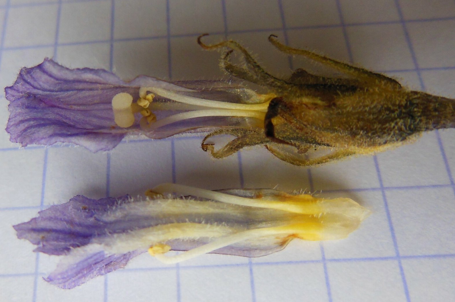 phelipanche purpurea