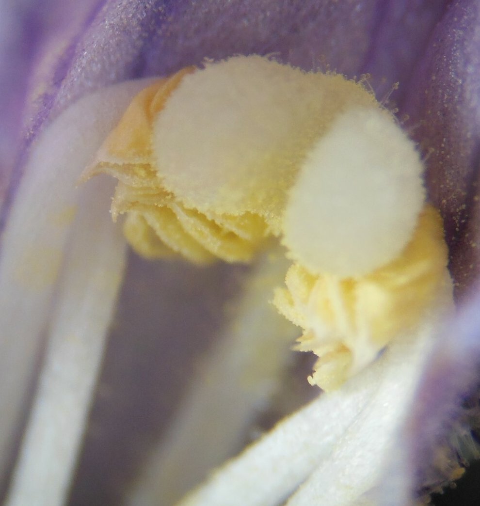 phelipanche purpurea