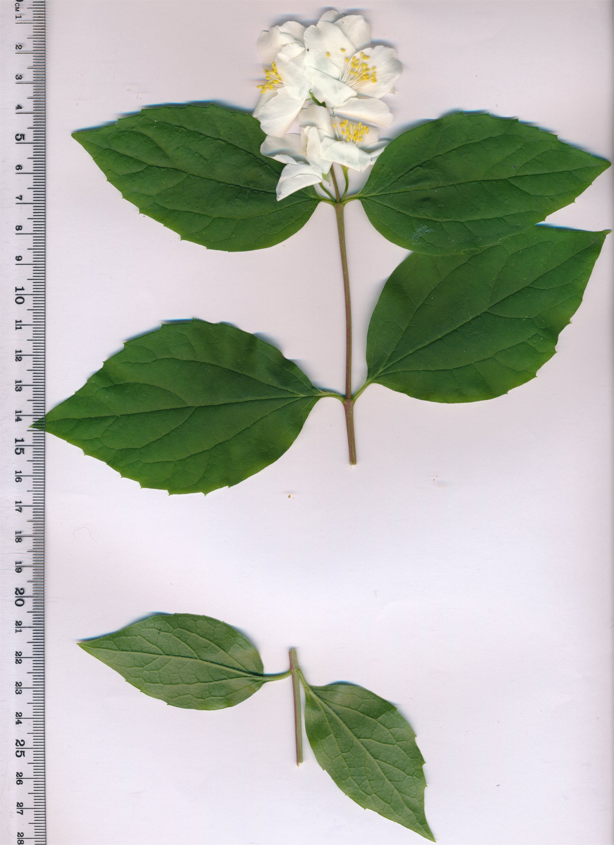 Philadelphus coronarius