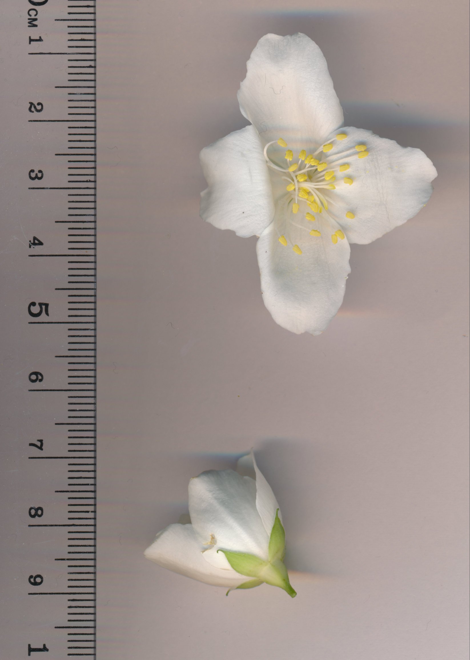 Philadelphus coronarius