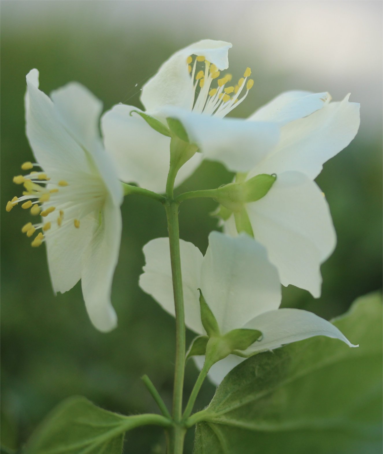 Philadelphus coronarius