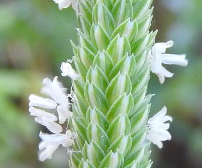 phleum subulatum