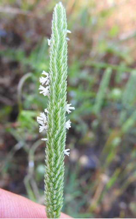 phleum subulatum
