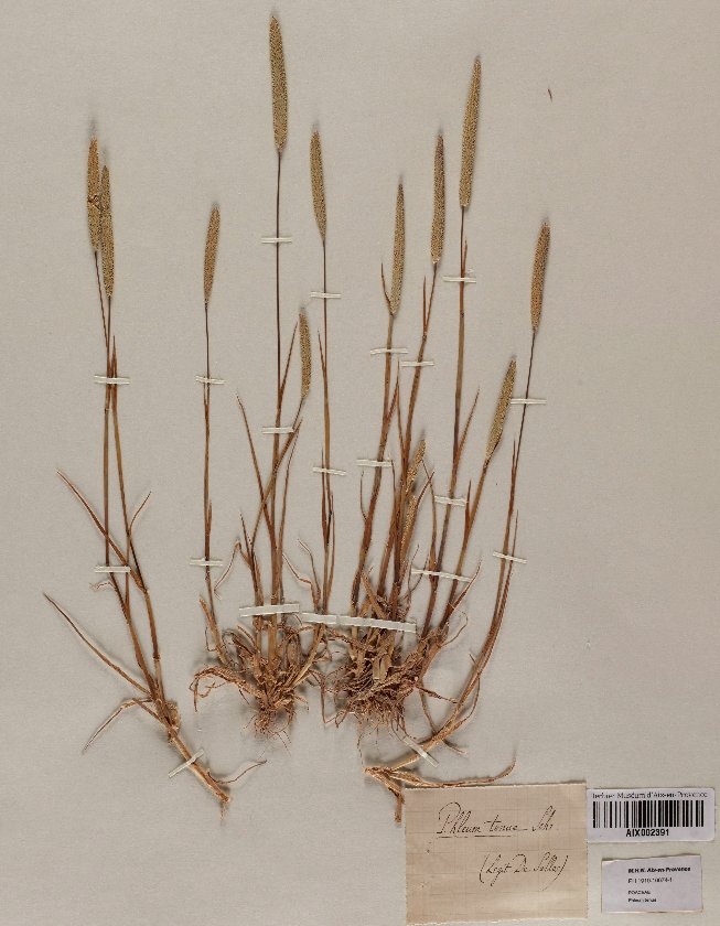 phleum subulatum