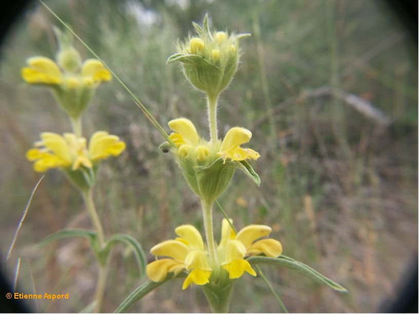 phlomis lychnitis