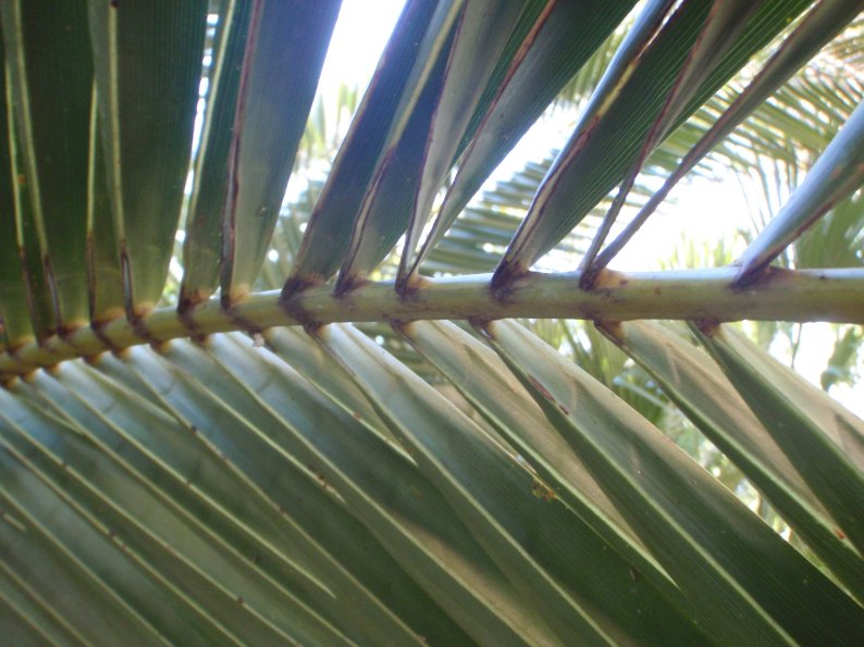 Phoenix canariensisphoenix canariensis