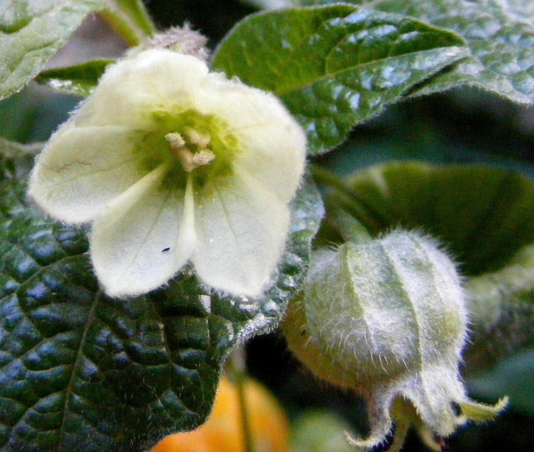 Physalis alkekengiphysalis alkekengi
