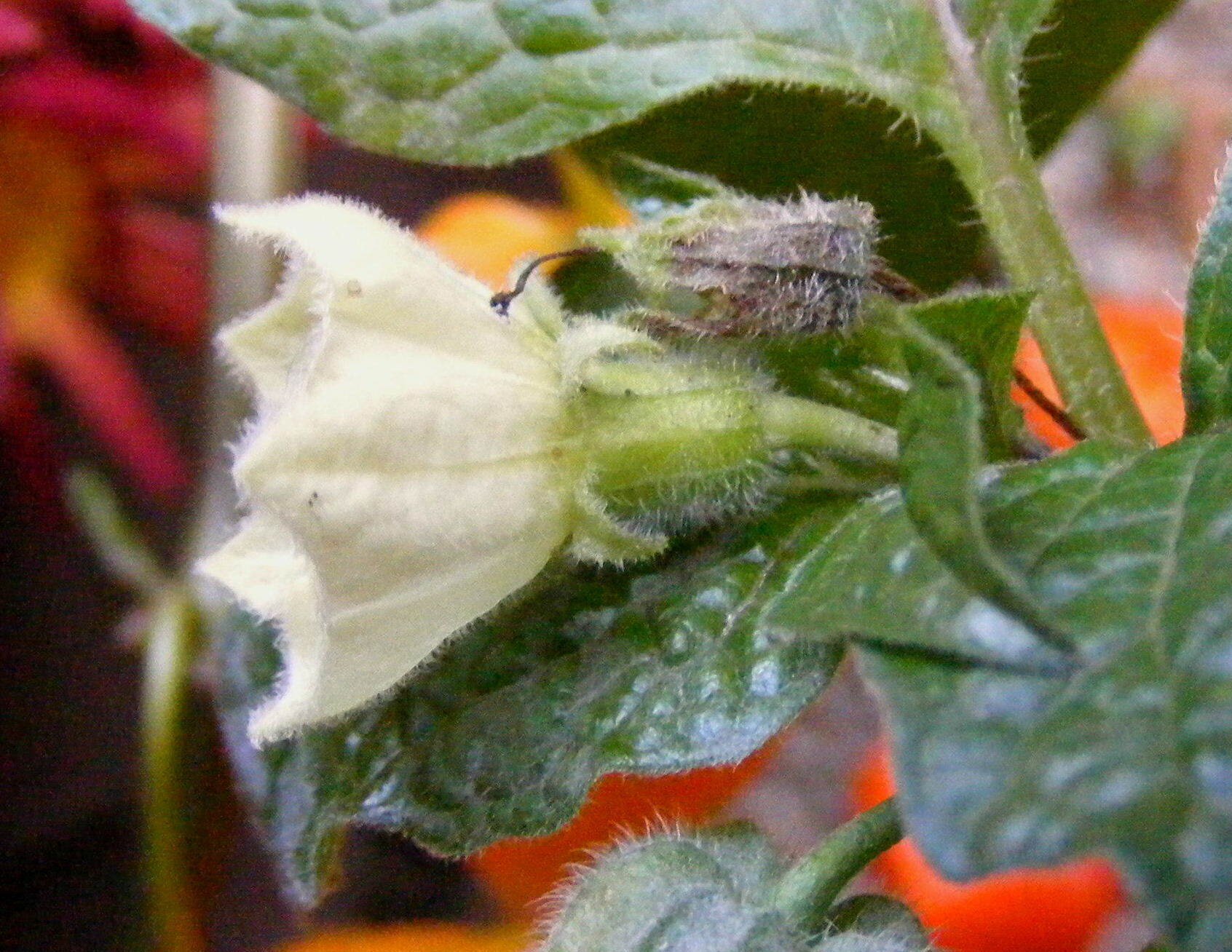 Physalis alkekengiphysalis alkekengi