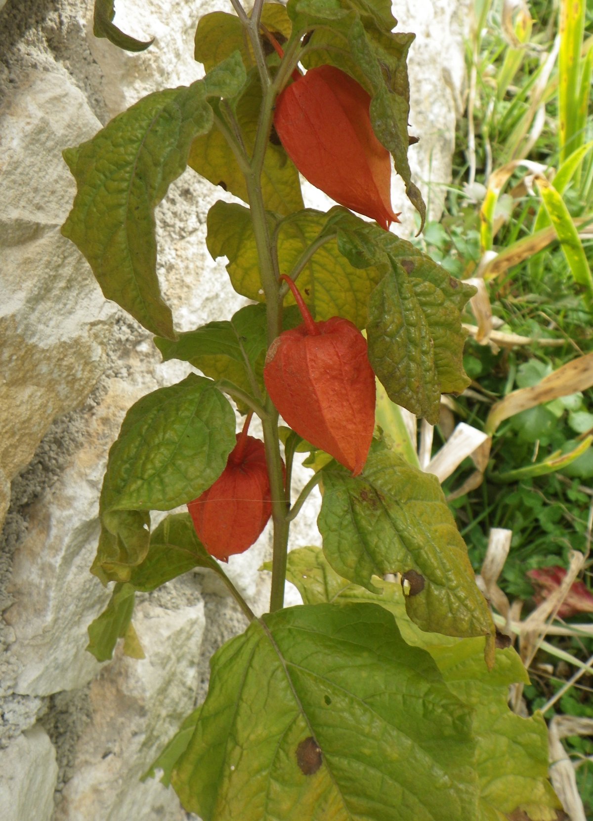 Physalis alkekengiphysalis alkekengi
