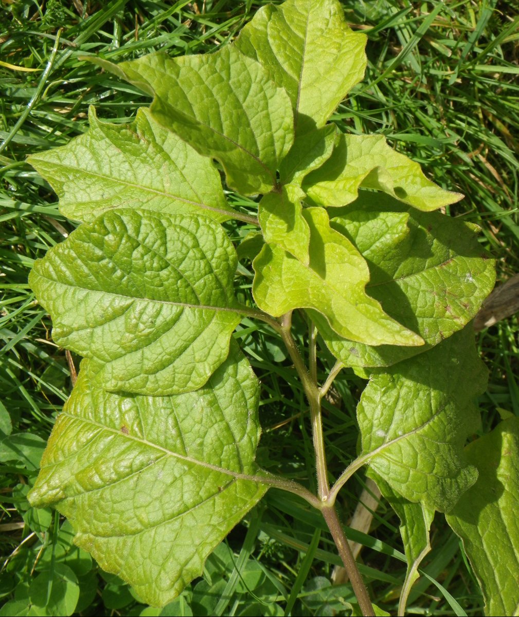 Physalis alkekengiphysalis alkekengi