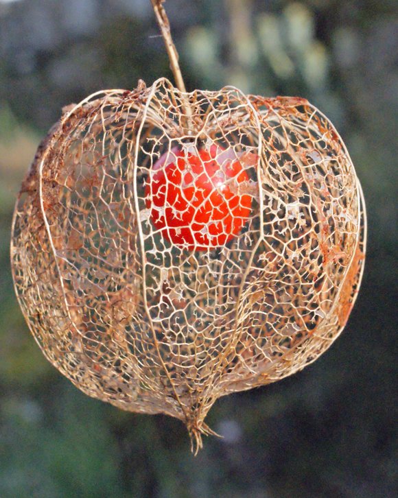 Physalis alkekengiphysalis alkekengi