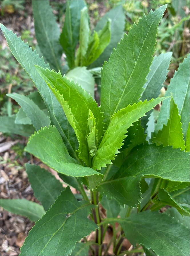 Physostegia virginianaphysostegia virginiana