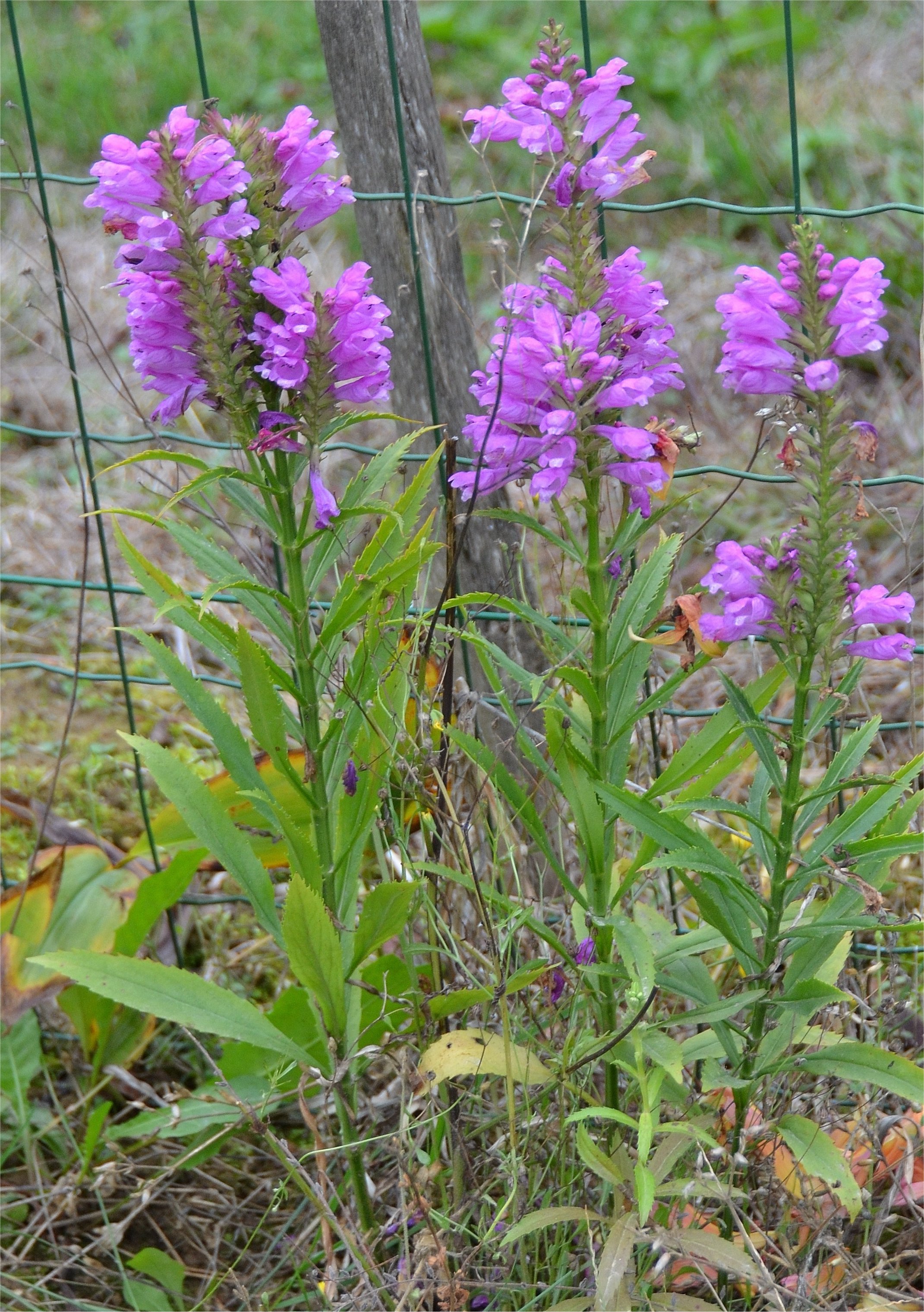 Physostegia virginianaphysostegia virginiana