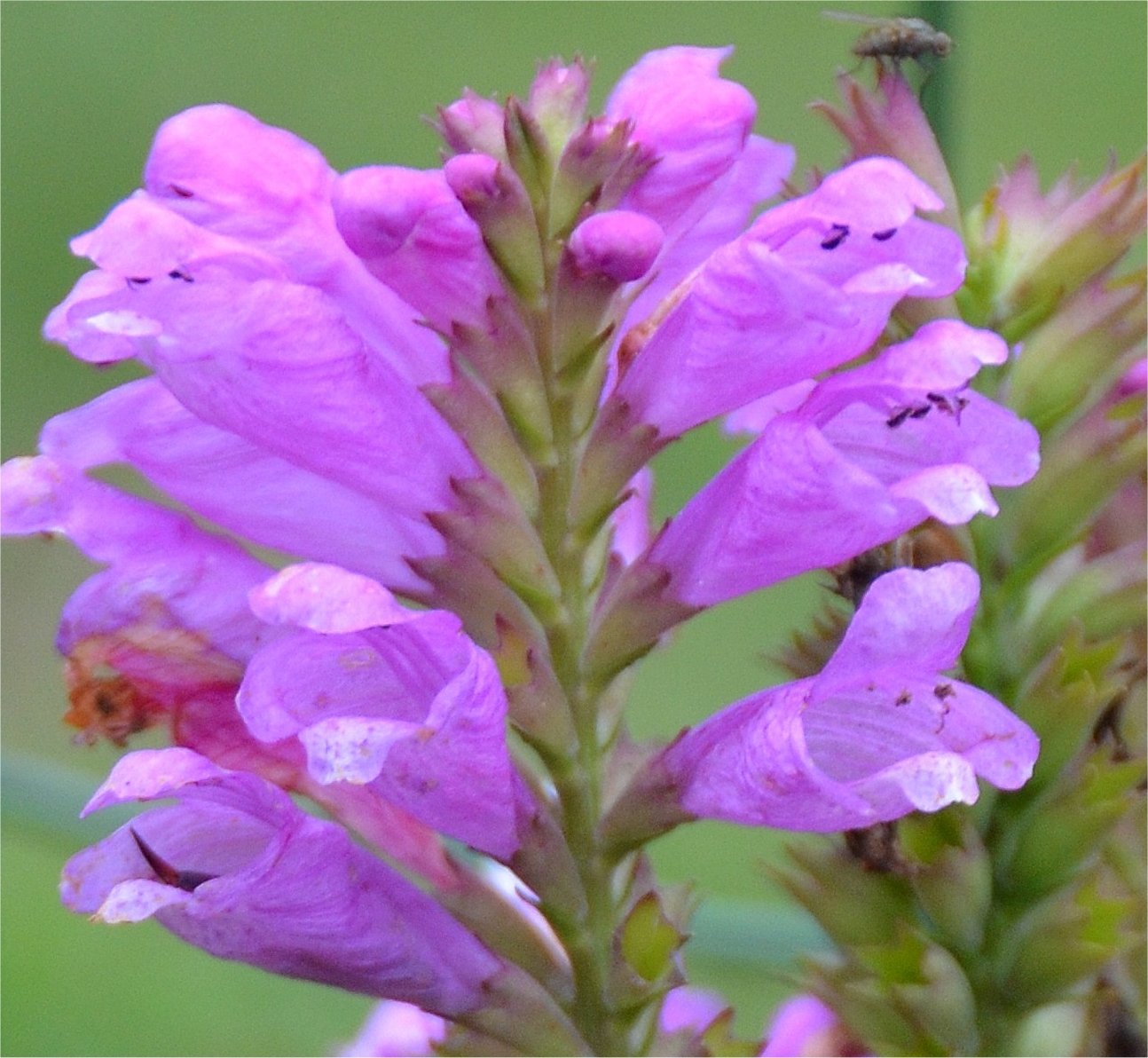 Physostegia virginianaphysostegia virginiana