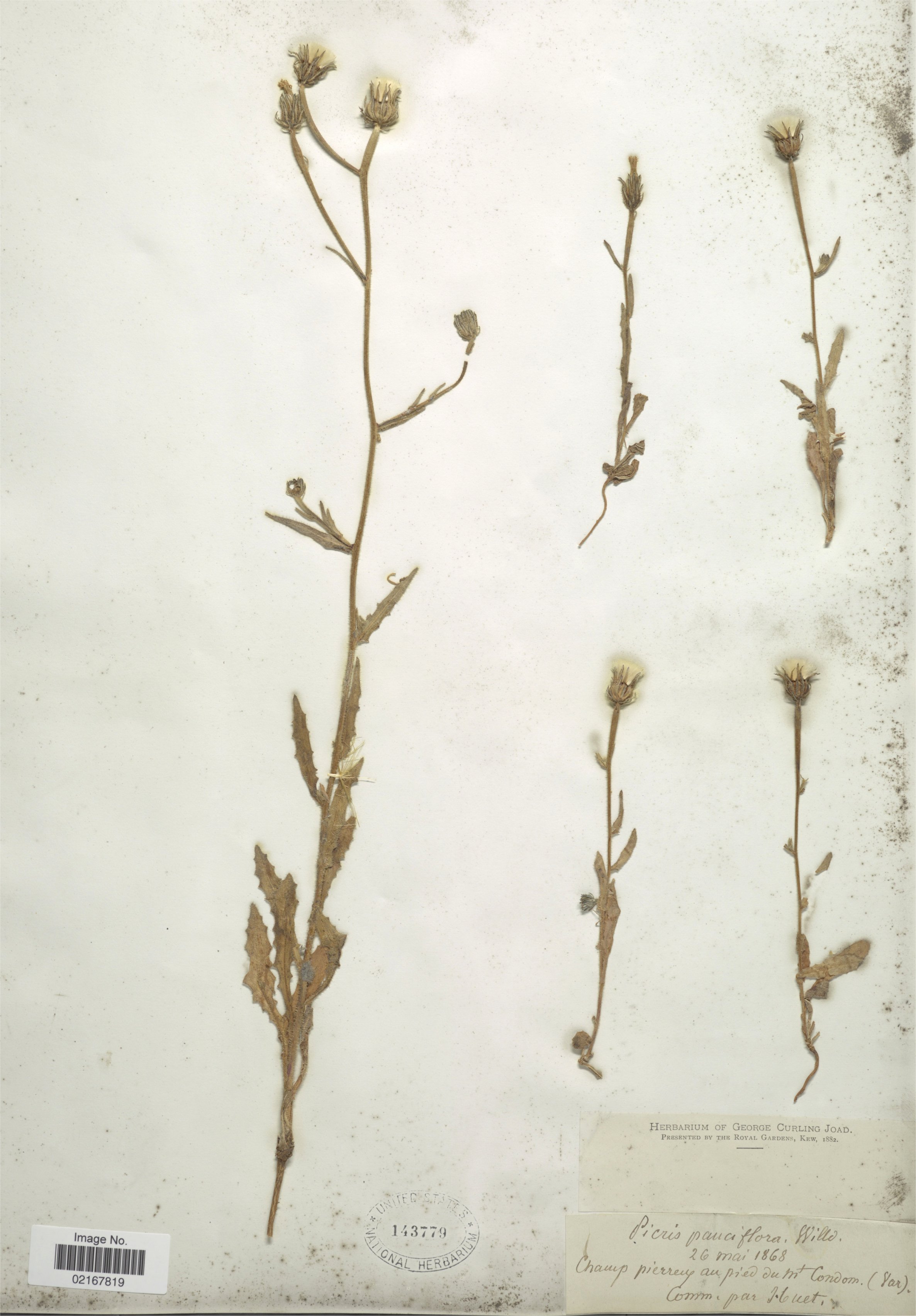 picris pauciflora