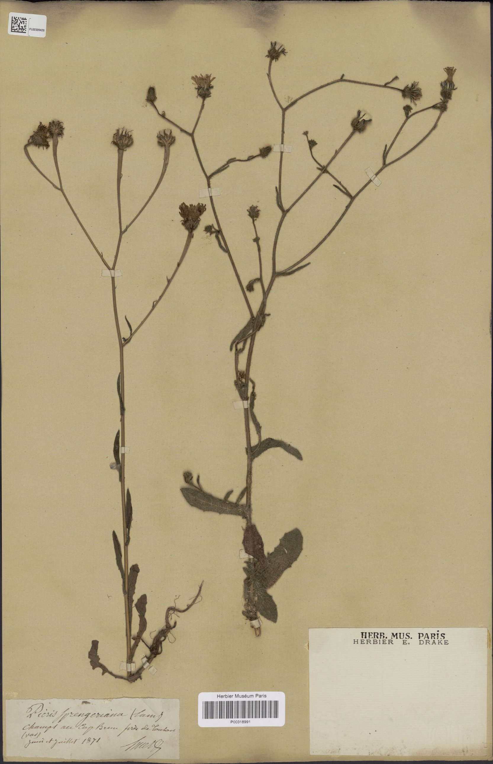 picris altissima