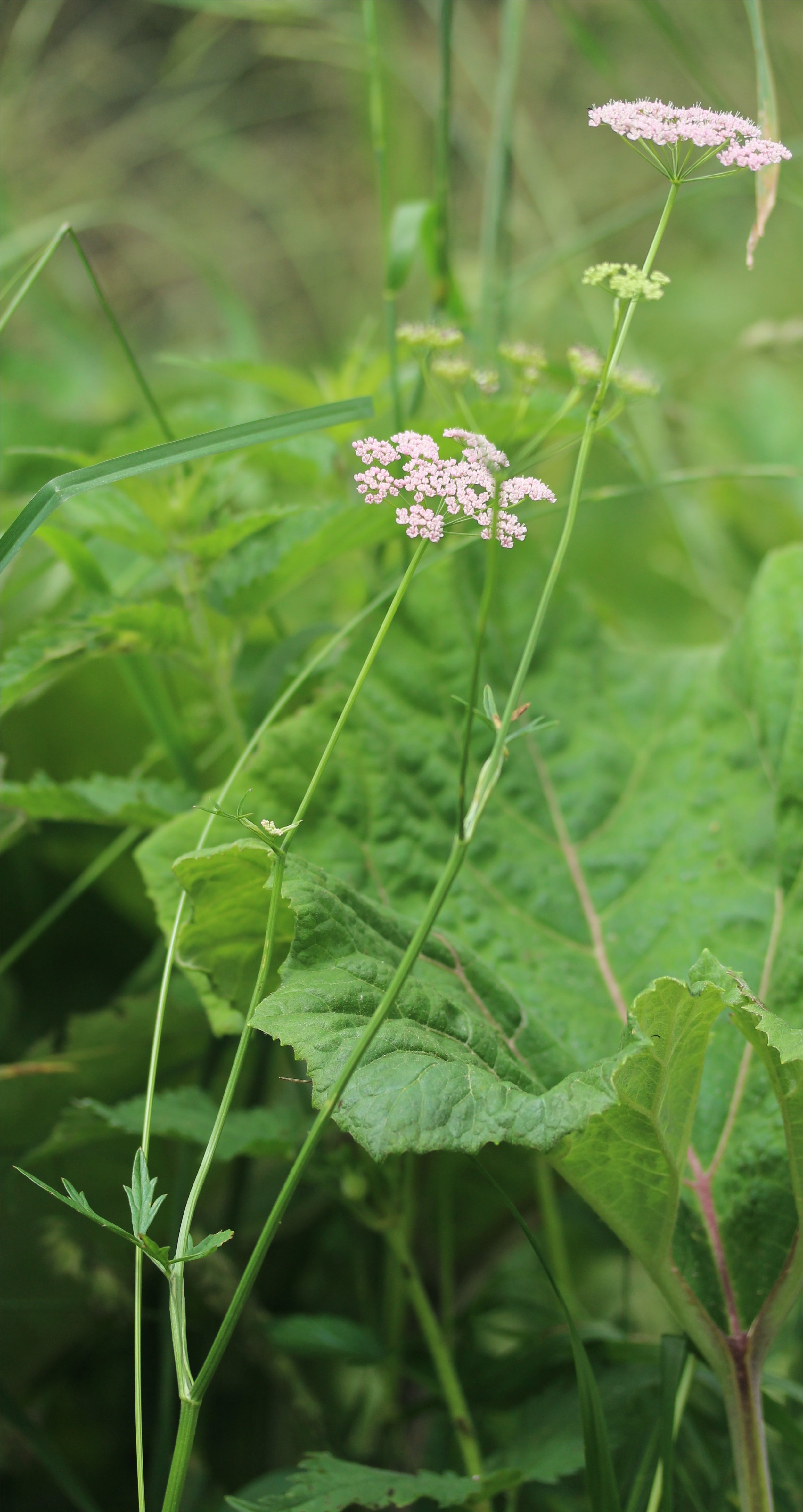 pimpinella major
