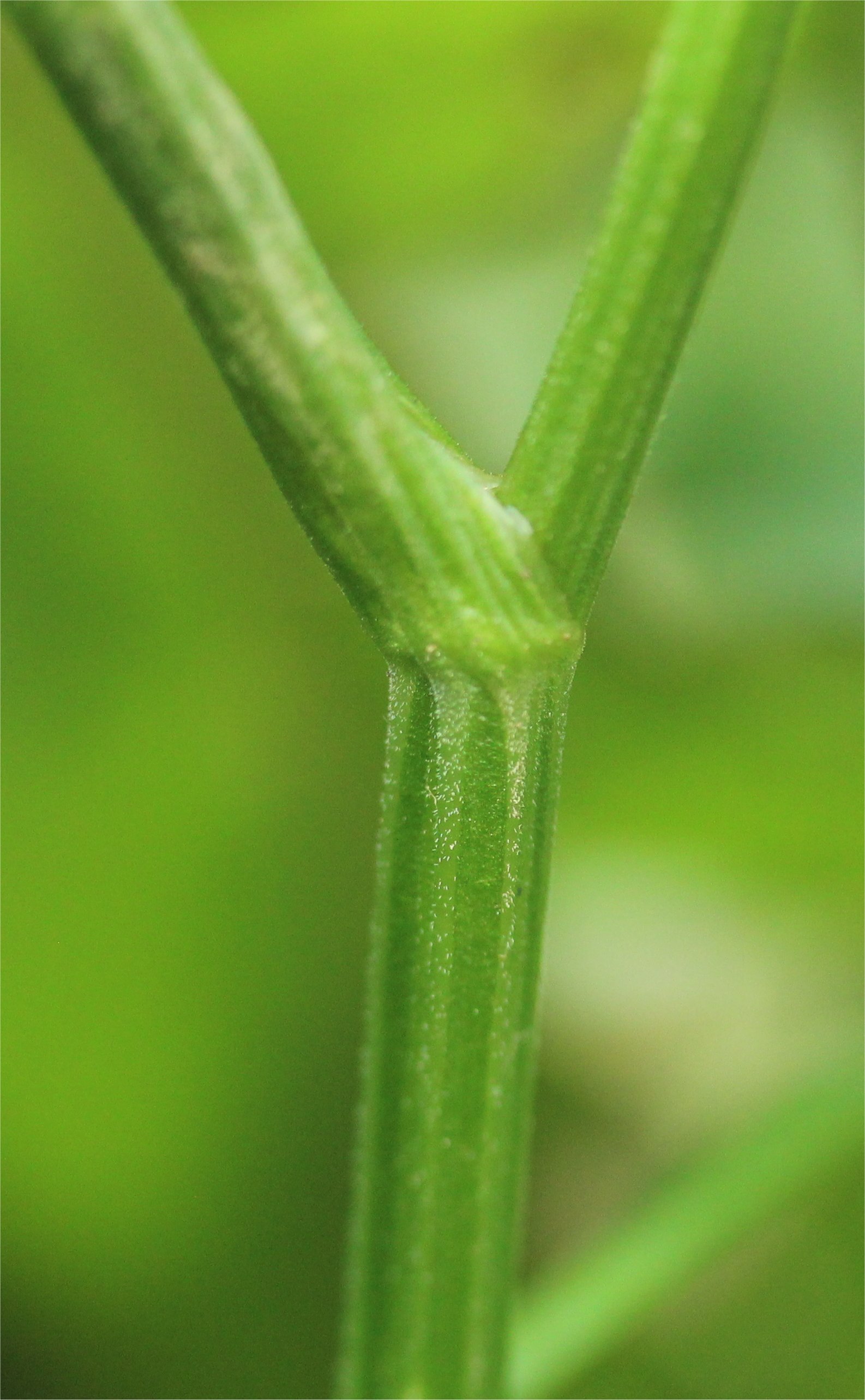 pimpinella major